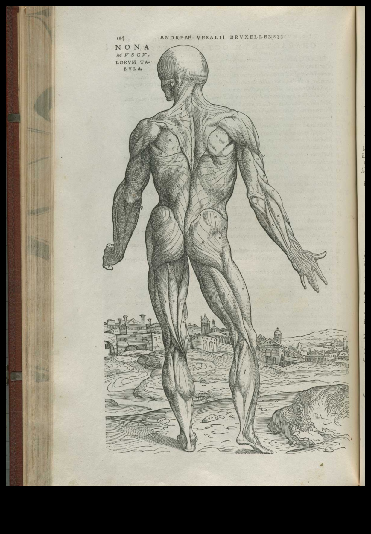Anatomy Insights: Understanding Muscles in Life Drawing