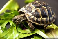 Slow Eating: How Mindful Meals Improve Digestion and Wellness