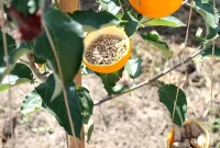 DIY Orange Peel Bird Feeders: Simple Homemade Recipe for Backyard Birds