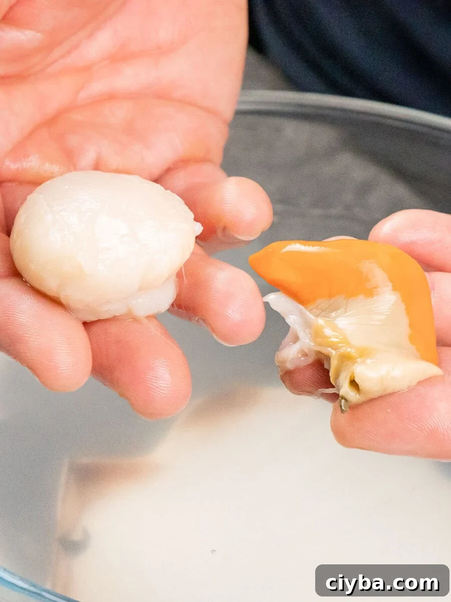 Removing the orange side muscle away from scallops by hand.