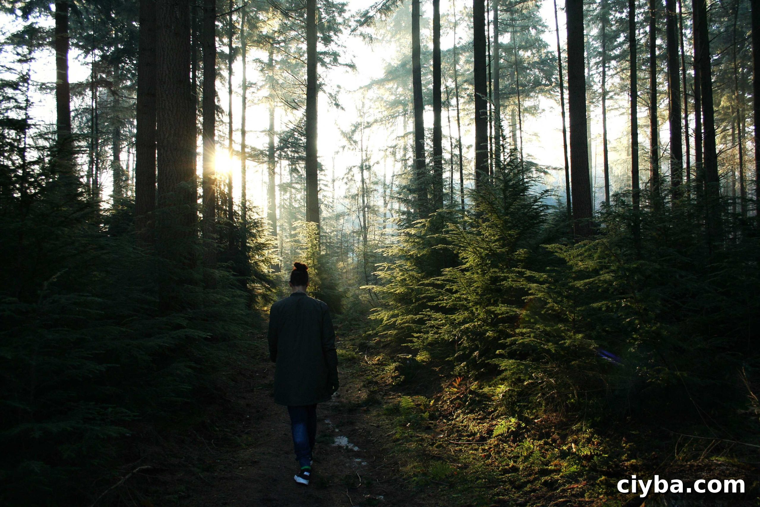 The Woods