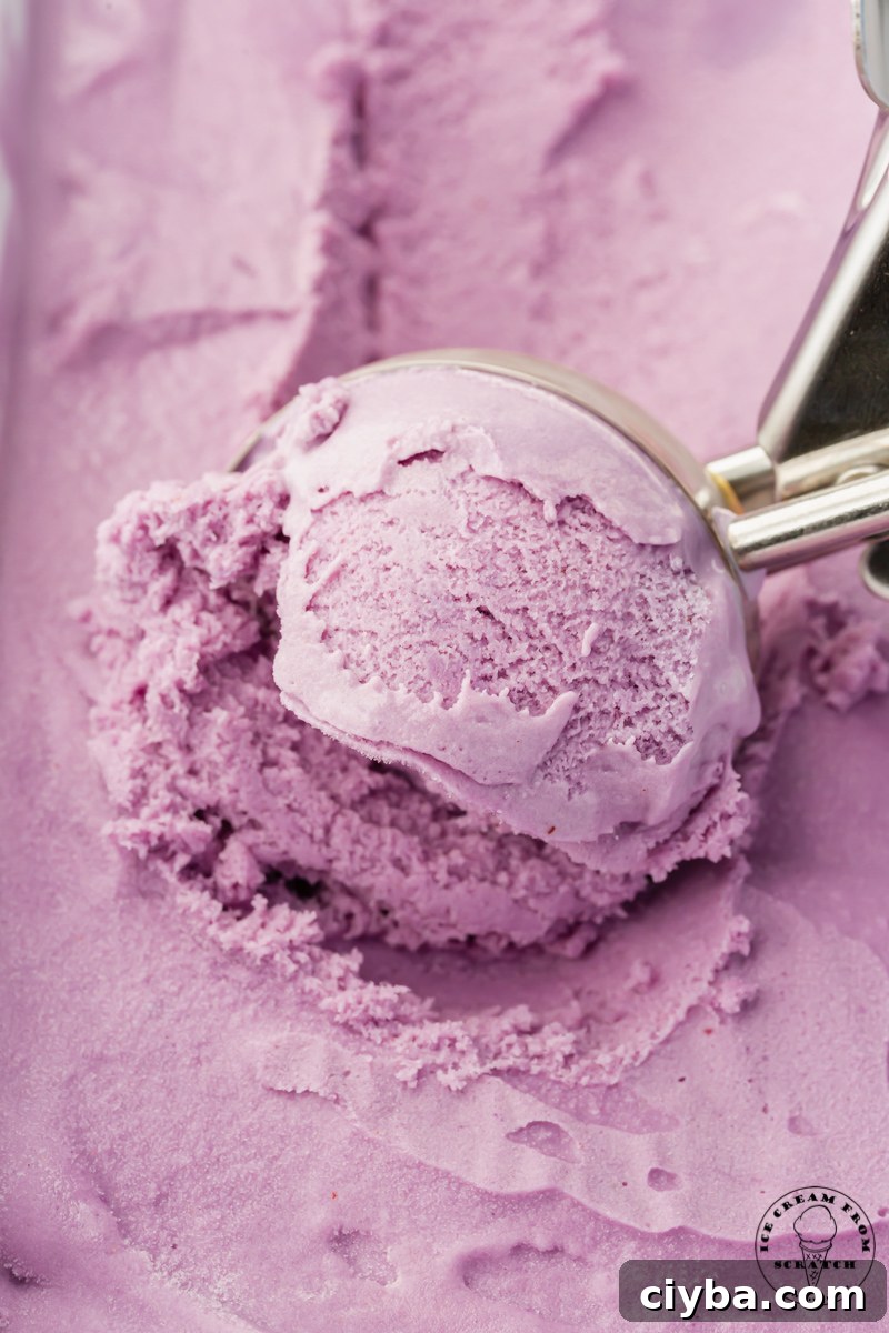 closeup of blueberry ice cream being served with a metal ice cream scoop.