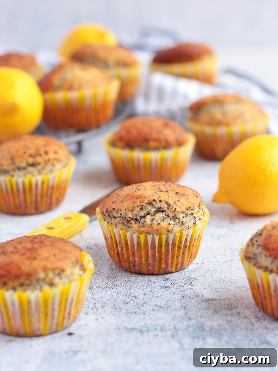 Lemon Poppy Seed Muffins surrounded by Fresh Lemons.