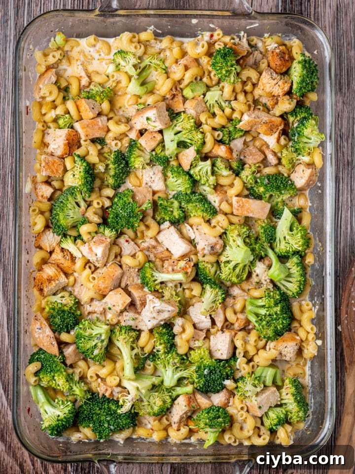 cooked pasta, broccoli and chicken stirred together in a 13x9 casserole dish