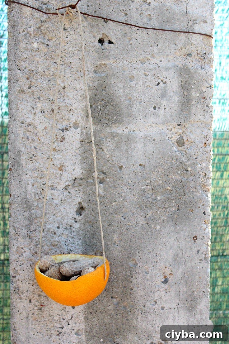 Orange peel bird feeder