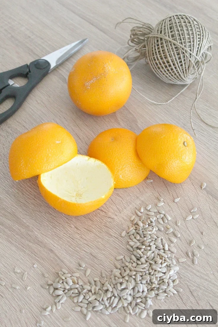 Bird feeders DIY