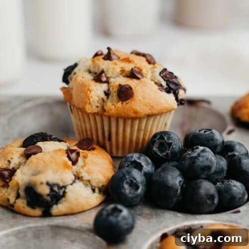 A silver muffin tin, one cavity is filled with blueberries and then there are two blueberry chocolate muffins.