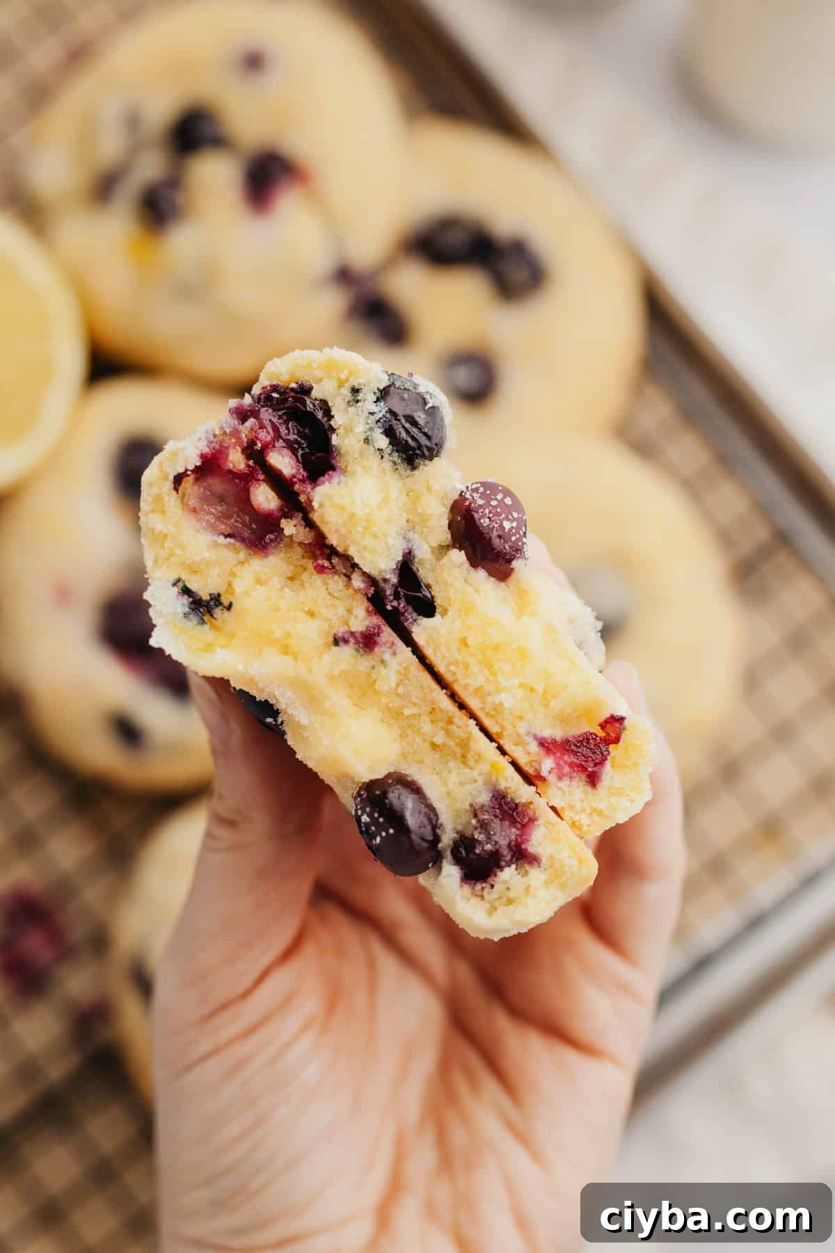 A hand holding a blueberry lemon cookie that has been cut in half.