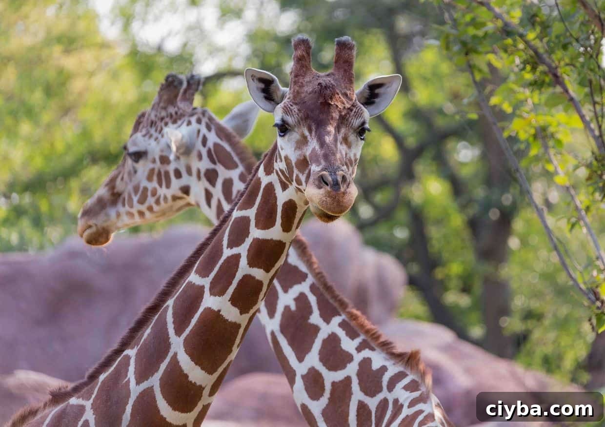 Two giraffes standing next to each other at the St. Louis Zoo.