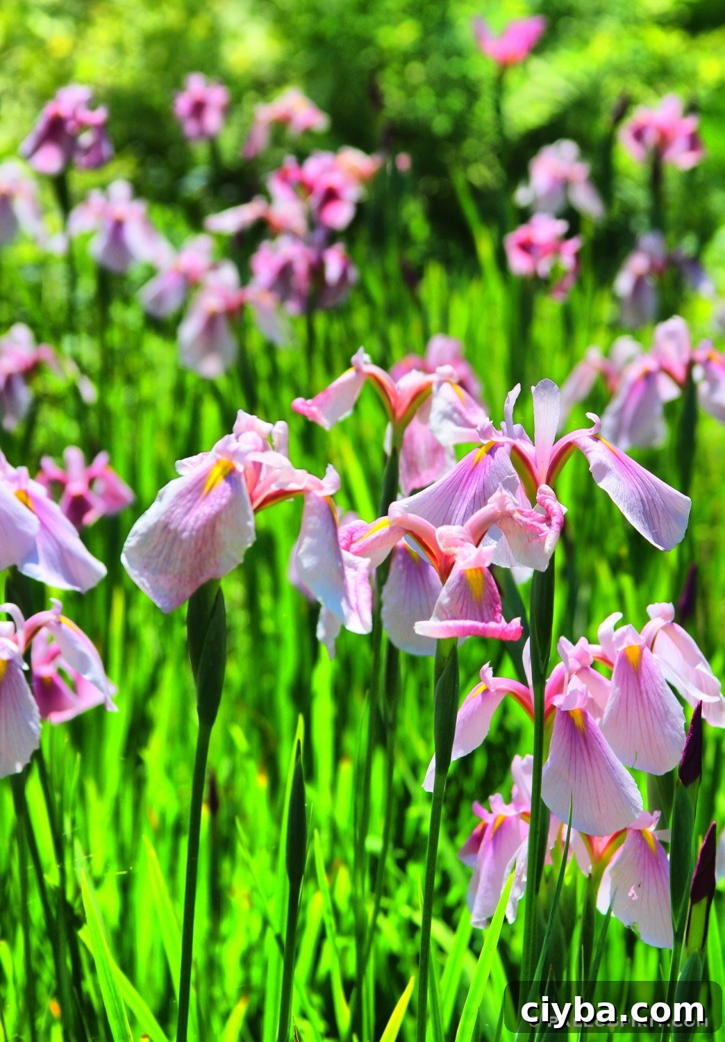 iris