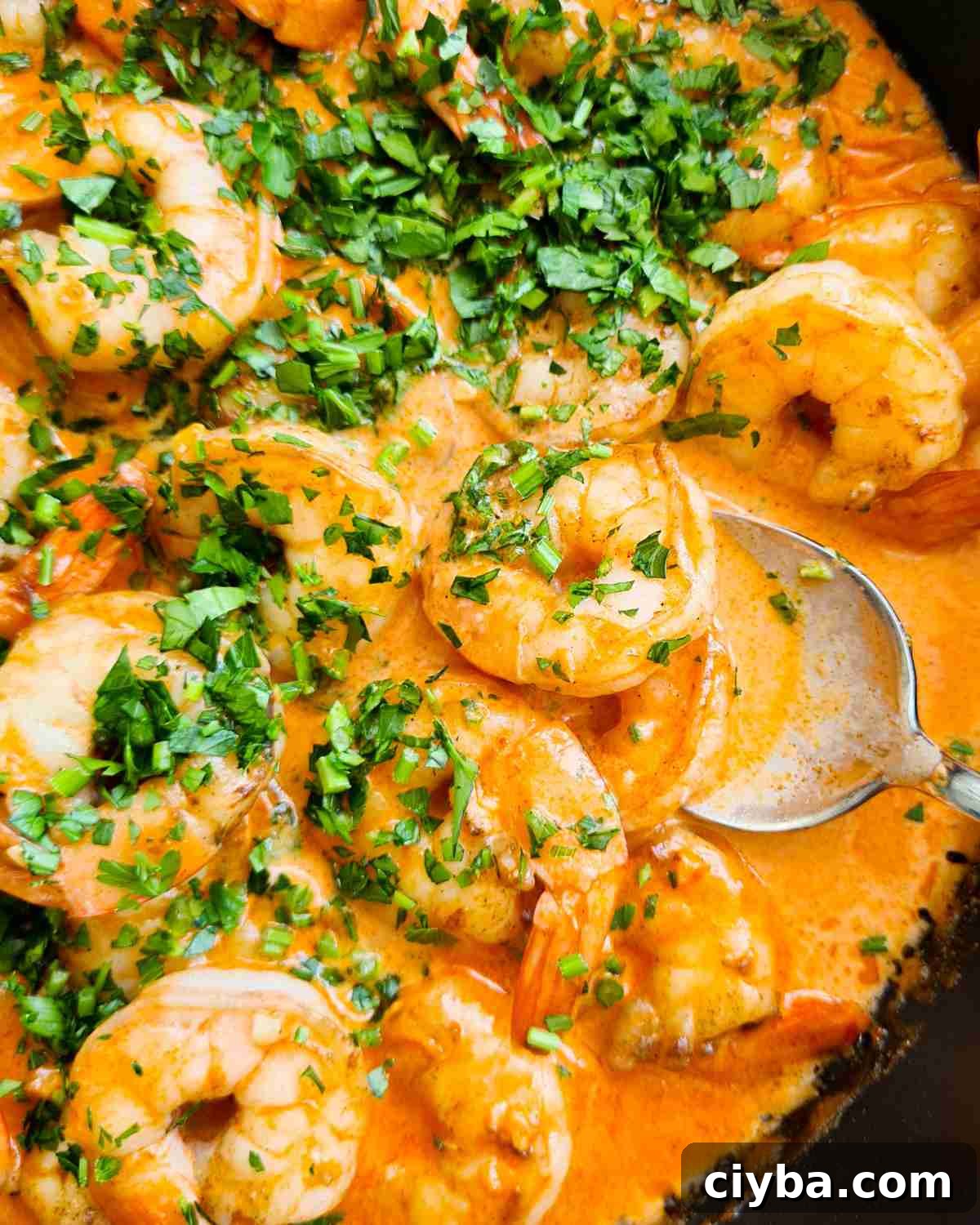 Close up of creamy garlic shrimp (prawns) being scooped up by a tablespoon